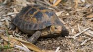 Želva Forstenova, foto: Petr Hamerník, Zoo Praha
