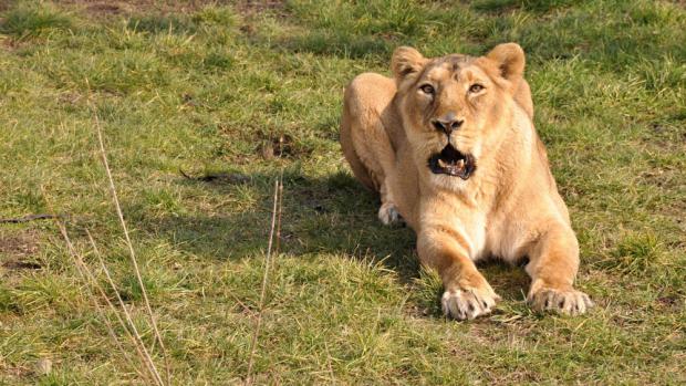 Samice lva indického Suchi aktuálně už nemá žádné příznaky onemocnění. Foto: Roman Vodička, Zoo Praha