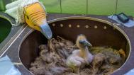 Maňásková metoda brání v přilnutí mláděte k člověku, tedy jeho chovateli či chovatelce. Zoo Praha tento způsob využívá vedle supů mrchožravých také třeba v případě umělých odchovů kondorů menších, dvojzoborožců nosorožčích nebo krasek jávských. Foto Petr Hamerník, Zoo Praha