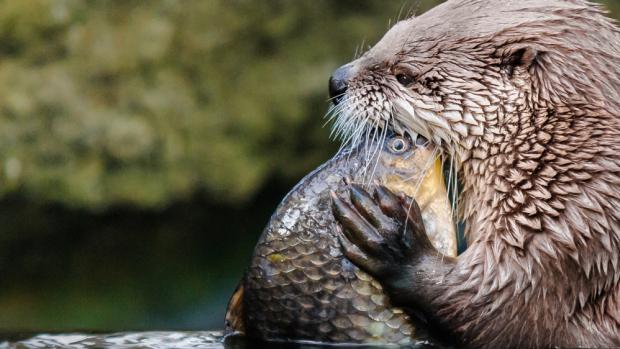 North American River Otter Sanny(c) Prague Zoo