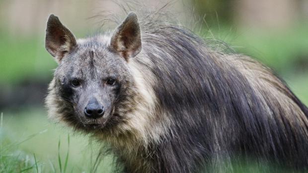 Zoo Praha je nejtradičnějším chovatelem hyen čabrakových v Evropě. Foto: Tomáš Adamec, Zoo Praha