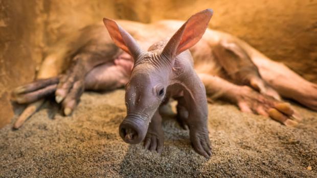 Malý hrabáč nabírá na váze, aktuálně váží již 2 968 gramů. Foto Petr Hamerník, Zoo Praha