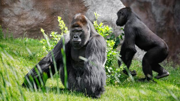 Foto: Petr Hamerník, Zoo Praha