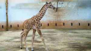 Foto: Samičce, jejíž jméno během nedělních křtin slavnostně odhalí Iva Pazderková, se zatím přezdívá Modelka. Foto: Petr Hamerník, Zoo Praha