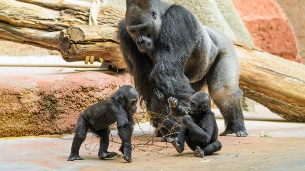 Vztah samce gorily nížinné Kisuma k jeho potomkům můžete na vlastní oči sledovat denně v pavilonu Rezervace Dja v horní části zahrady. Foto: Petr Hamerník, Zoo Praha