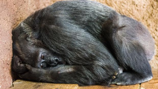 Kamba během dne často polehává. Foto: Petr Hamerník, Zoo Praha