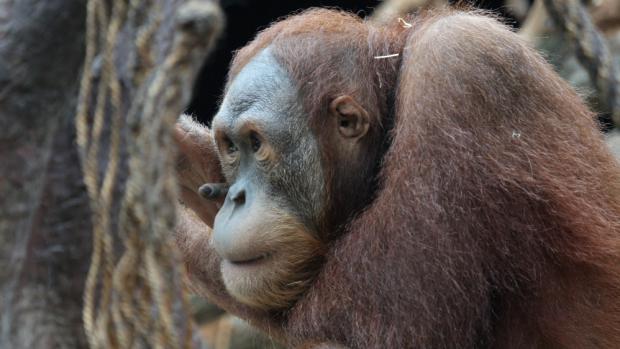 Orangutan Gempa, foto: Archiv  Zoo Praha