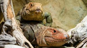 Photo: Petr Hamerník, Prague Zoo