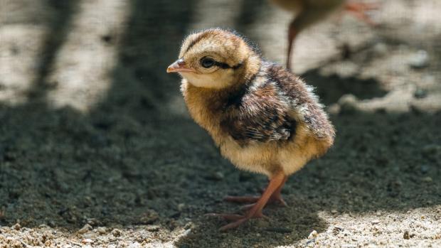 Oba páry umístěné v klidu chovatelského zázemí se zatím vzorně starají o svá mláďata. Foto: Petr Hamerník, Zoo Praha.