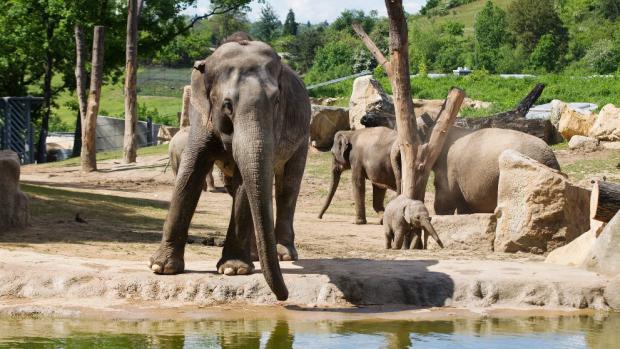 Sloní rodina, foto: Martin Smrček, Zoo Praha