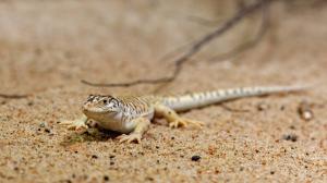 Gobi racerunner, photo: Miroslav Bobek, Prague Zoo