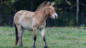 Heilige pochází z Německa a její matkou je klisna Fidorka narozená v Praze. Foto: Petr Hamerník, Zoo Praha