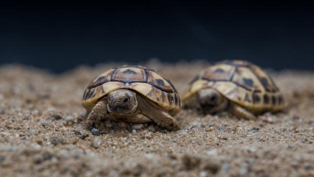 Foto: Václav Šilha, Zoo Praha