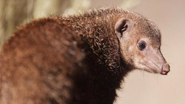 Dospělá mangusta tmavá. Foto: Tomáš Adamec, Zoo Praha