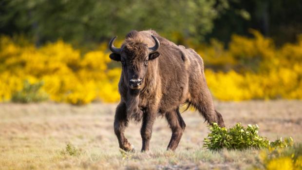 Foto: Foto: Ingolf Koenig-Jablonski