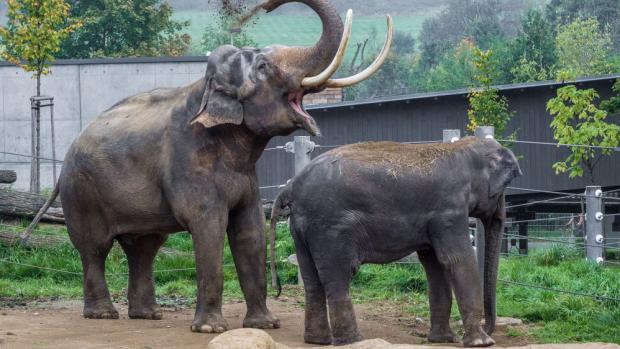 Příchod samce Ankhora byl však pro Mekonga impulsem ke změně v chování – o samice začal jevit nebývalý zájem. Foto: Petr Hamerník, Zoo Praha