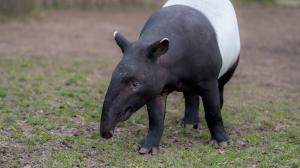 Koncem února Zoo Praha opustí dvouletý samec tapíra čabrakového Budak Puntja, zvaný jednoduše Punťa. Foto: Petr Hamerník, Zoo Praha