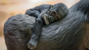 Jane Goodall, která tento měsíc oslavila 91. narozeniny, pojmenovala Gaiu podle řecké bohyně země a mladého šimpanze žijícího v Gombe. Ten je dnes posledním zvířetem z rodinné linie sahající k vůbec první tlupě, kterou v 60. letech Jane Goodall v Tanzanii studovala a sblížila se s ní. Foto Petr Hamerník, Zoo Praha 