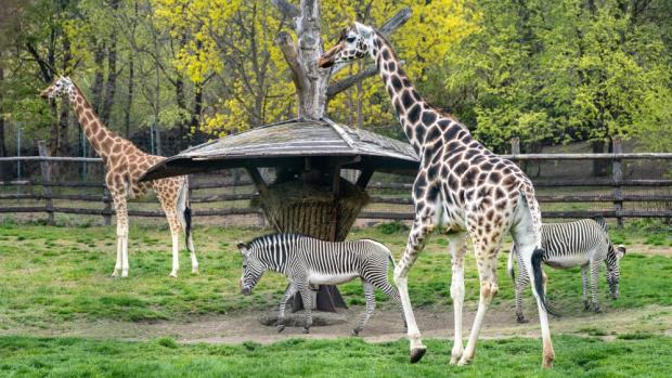 Vedle nepřehlédnutelných žiraf obývají Africkou savanu v Zoo Praha i zebry Grévyho – vůbec největší druh zebry typický svým hustým a úzkým pruhováním. Foto Oliver Le Que, Zoo Praha