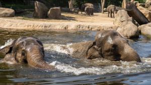Koupání slonů indických Shanti a Gulab, foto: Oliver Le Que, Zoo Praha