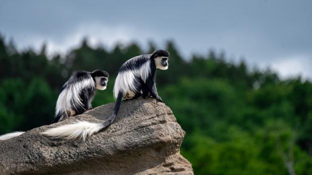 Samci Koulička (vlevo) a Kito během úplně prvního vypouštění gueréz do venkovního výběhu. Foto: Oliver Le Que, Zoo Praha