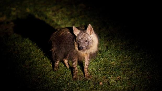 Pražská zoo připravila na srpen tradiční Večerní prohlídky s průvodcem, při kterých lze vidět například aktivní hyeny. Foto: Tomáš Adamec, Zoo Praha