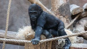 Nuru, foto: Václav Šilha, Zoo Praha