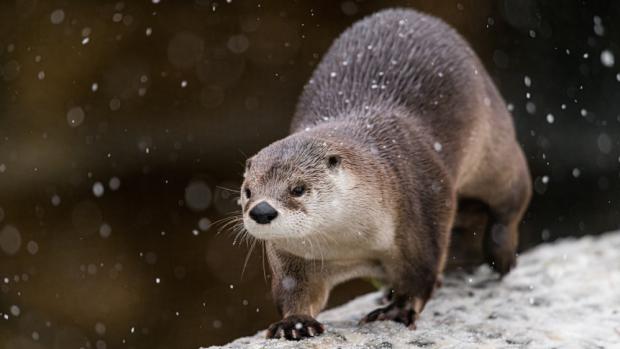 Vydra severoamerická Tara, foto: Petr Hamerník, Zoo Praha