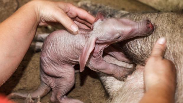 Na fotografii je ošetřovatelka Jindra Kotrbáčková, která přikládá mládě ke strukům Kvídy.  Foto: Miroslav Bobek, Zoo Praha