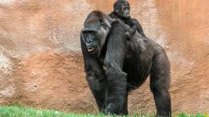 Kamba si malého Ajabu „půjčuje“ stále častěji. Foto: Petr Hamerník, Zoo Praha 