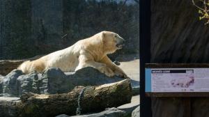 Samec ledního medvěda Tom dnes odcestoval do zoo v Almaty v Kazachstánu, rodiště svého otce Umcy. Foto: Petr Hamerník, Zoo Praha