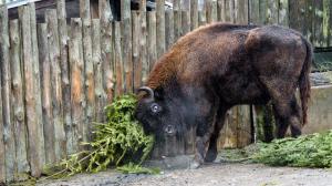 Neprodané vánoční stromečky udělaly v Zoo Praha radost i zubrům. Foto: Petr Hamerník, Zoo Praha.