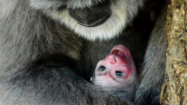 Samice gibona stříbrného Alangalang se svým prvním mládětem. Foto: Vít Lukáš, Zoo Praha