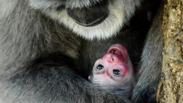 Samice gibona stříbrného Alangalang se svým prvním mládětem.  Foto: Vít Lukáš, Zoo Praha