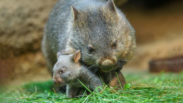 The breeding pair’s second offspring was born at Prague Zoo last June, after a gestation period of about twenty days. Photo: Petr Hamerník, Prague Zoo