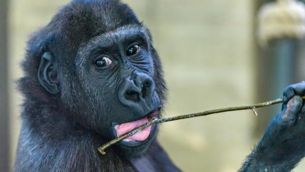 Přesun ze Stuttgartu do Mnichovské zoo Hellabrunn proběhl v pořádku. Tano se společně se svým kamarádem Okandou už brzy připojí k nové gorilí skupině. Foto: Hermann Vollmer, Zoo Stuttgart.