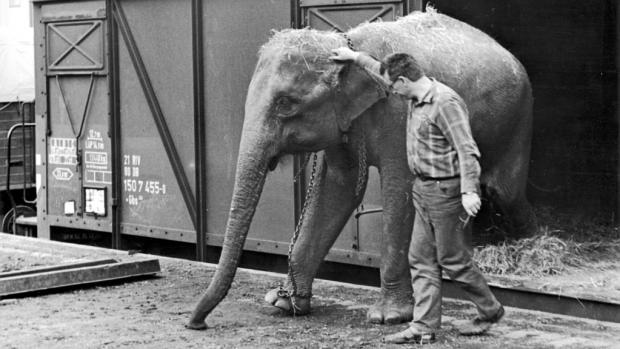Štěpán Šír v roce 1971 doprovázel dva slony dovážené z tehdejšího Cejlonu. Cestu zámořskou lodí kolem celé Afriky komentoval slovy: „slonům bylo blbě, mně ještě hůř“. Foto: archiv Vladimíra Motyčky