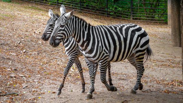 Zebra bezhřívá Klea a její syn Kevin. Foto: Tereza Mrhálková, Zoo Praha