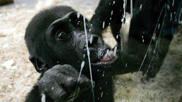 Nuru při oslavě Kambiných nalezenin. Foto: Michal Šťastný, Zoo Praha