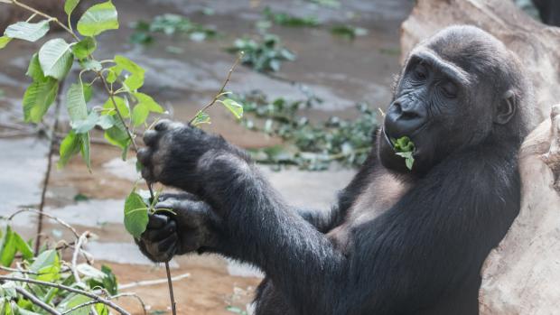 V Zoo Praha si gorily zítra pochutnají na větvích, které polámala vichřice. Foto: Vít Lukáš, Zoo Praha