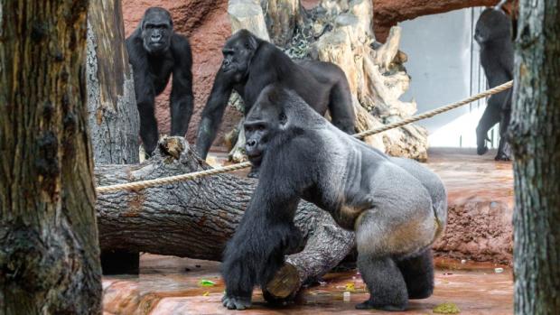 Nováčci v Zoo Praha, samec Kisumu a samice Duni, se setkali se zbytkem gorilí skupiny. Návštěvníci mohou čerstvě sdruženou šestici primátů pozorovat už nyní v pavilonu Rezervace Dja. Na snímku zleva: samice Kijivu, Shinda a stříbrohřbetý samec Kisumu. Foto Miroslav Bobek, Zoo Praha