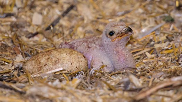 V Zoo Praha se narodilo mládě hadilova písaře. Jde celkem už o třetí mládě za posledních 34 let od začátku chovu v pražské zoologické zahradě. Foto: Petr Hamerník, Zoo Praha