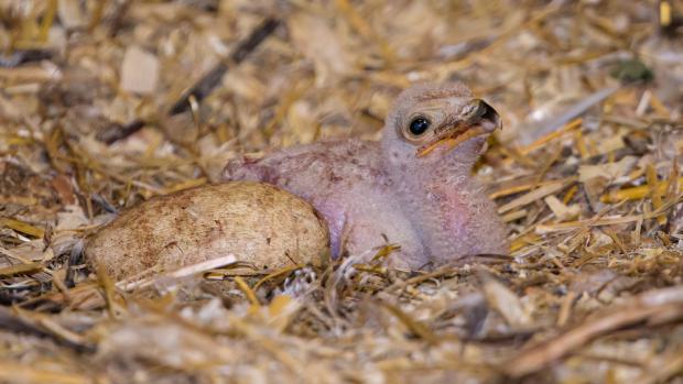 V Zoo Praha se narodilo mládě hadilova písaře. Jde celkem už o třetí mládě za posledních 34 let od začátku chovu v pražské zoologické zahradě. Foto: Petr Hamerník, Zoo Praha 