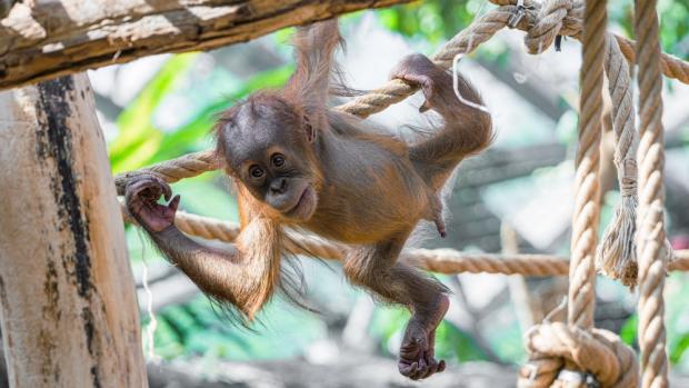 Jméno prvorozenému potomku samice Diri vybrali loni chovatelé z téměř dvou tisícovek návrhů veřejnosti. Foto Petr Hamerník, Zoo Praha