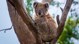 Koala medvídkovitý na fotografii z French Islandu, kde se nachází další z populací nepostižených nákazou chlamydiemi. Foto: Miroslav Bobek, Zoo Praha
