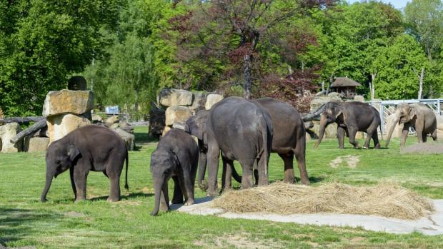 Ilustrační snímek sloního stáda v Zoo Praha. Foto: Petr Hamerník, Zoo Praha