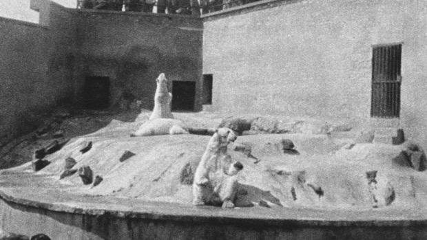 Snímek expozice ledních medvědů z roku 1956. Patrně na něm bude i slavná Polárka. Foto archív Zoo Praha.