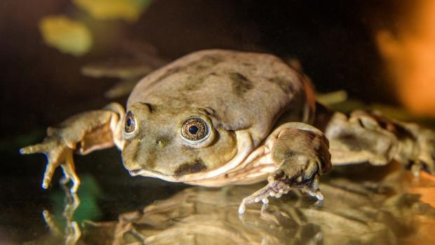 Foto: Petr Hamerník, Zoo Praha 