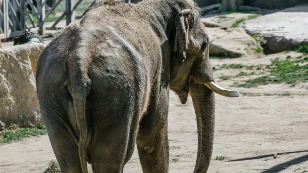 Ankhor, foto: Petr Hamerník, Zoo Praha