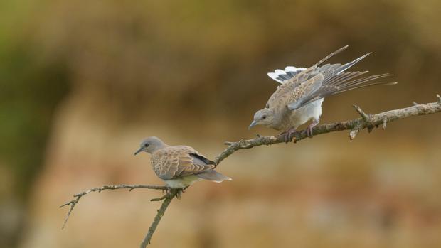 European Turtle Dove. Photo: Jiří Hornek